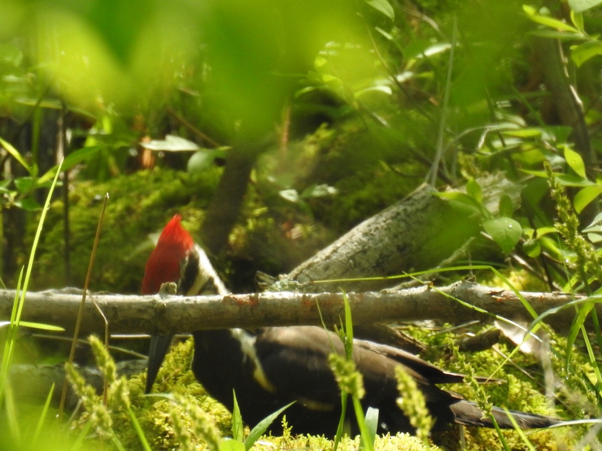 Pileated Woodpecker - Alec Napier