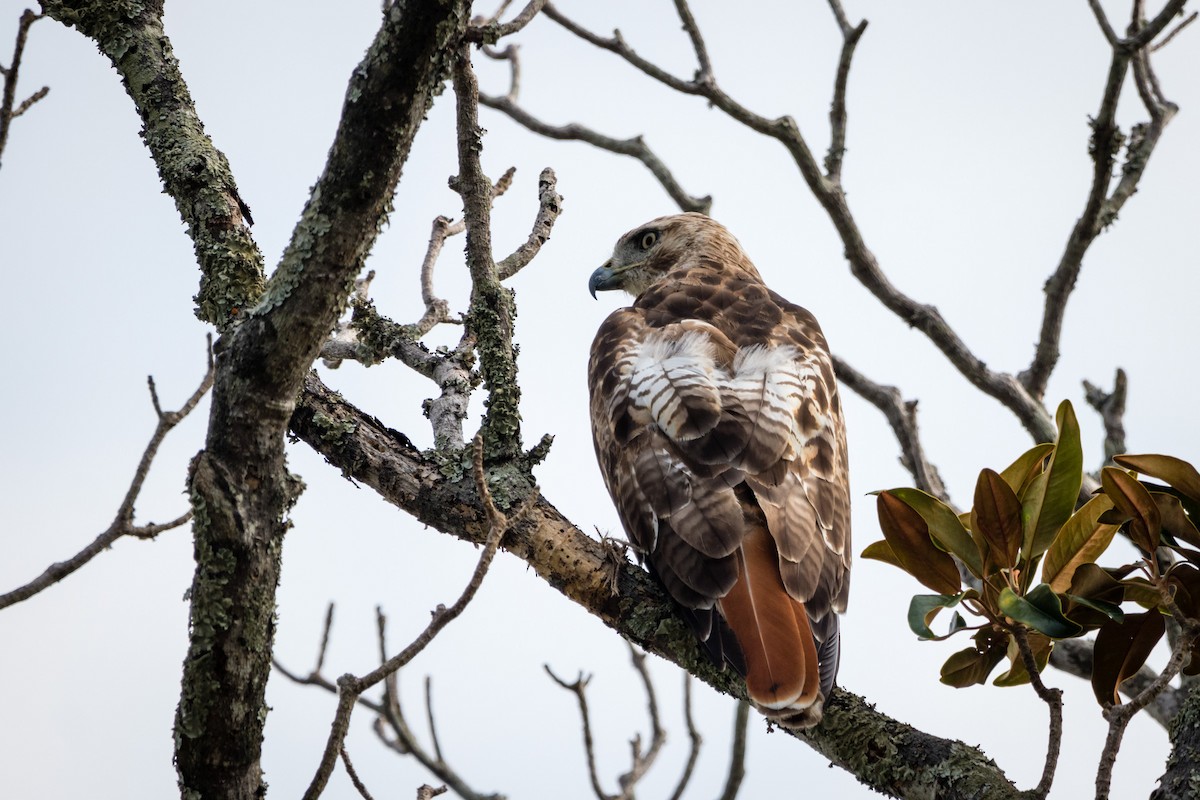 Red-tailed Hawk - ML596082411