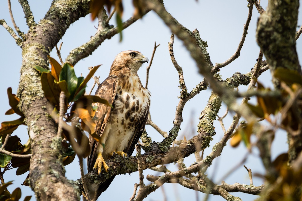 Red-tailed Hawk - ML596082421