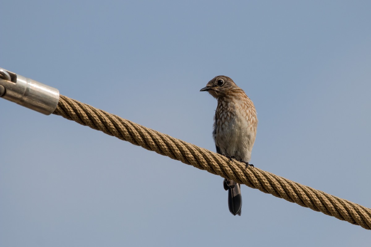 Eastern Bluebird - ML596082441