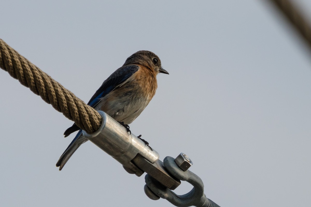 Eastern Bluebird - ML596082451