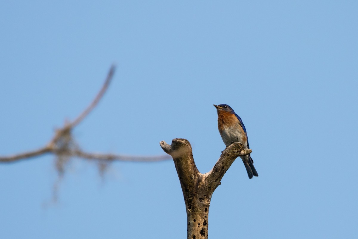 Eastern Bluebird - ML596082461