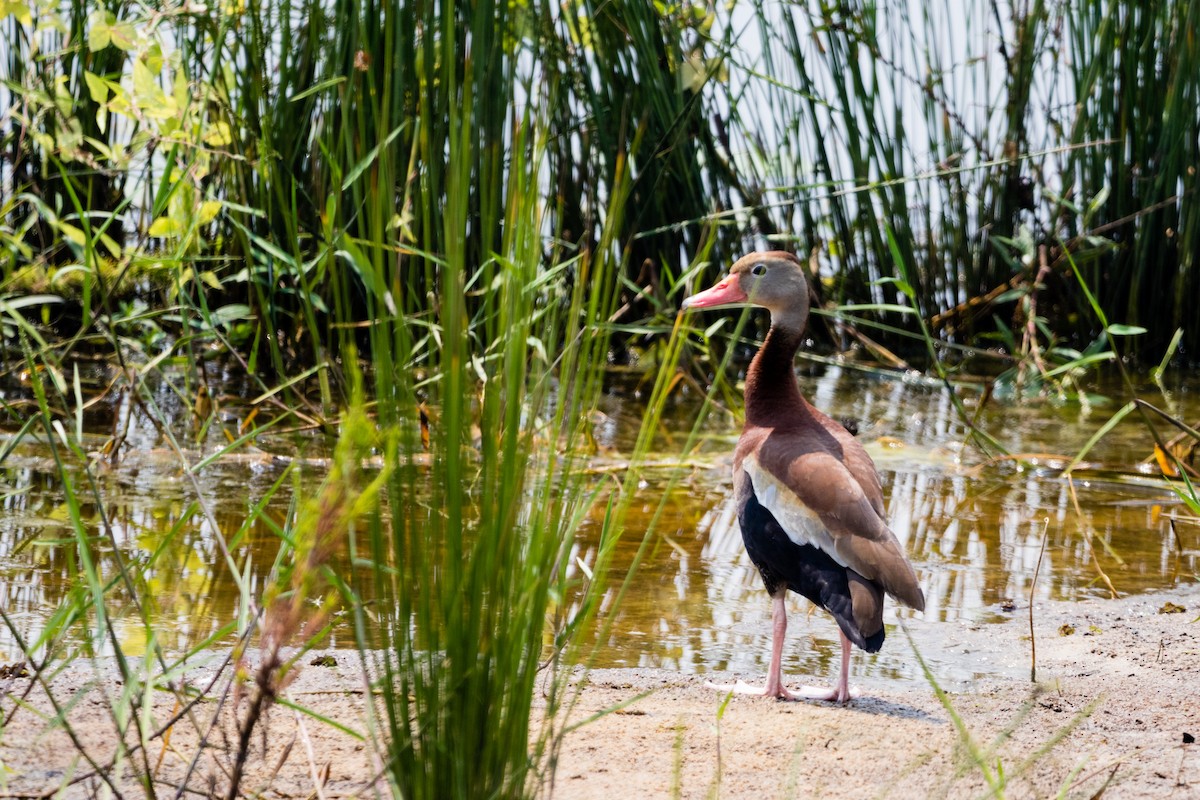 Black-bellied Whistling-Duck - ML596082571