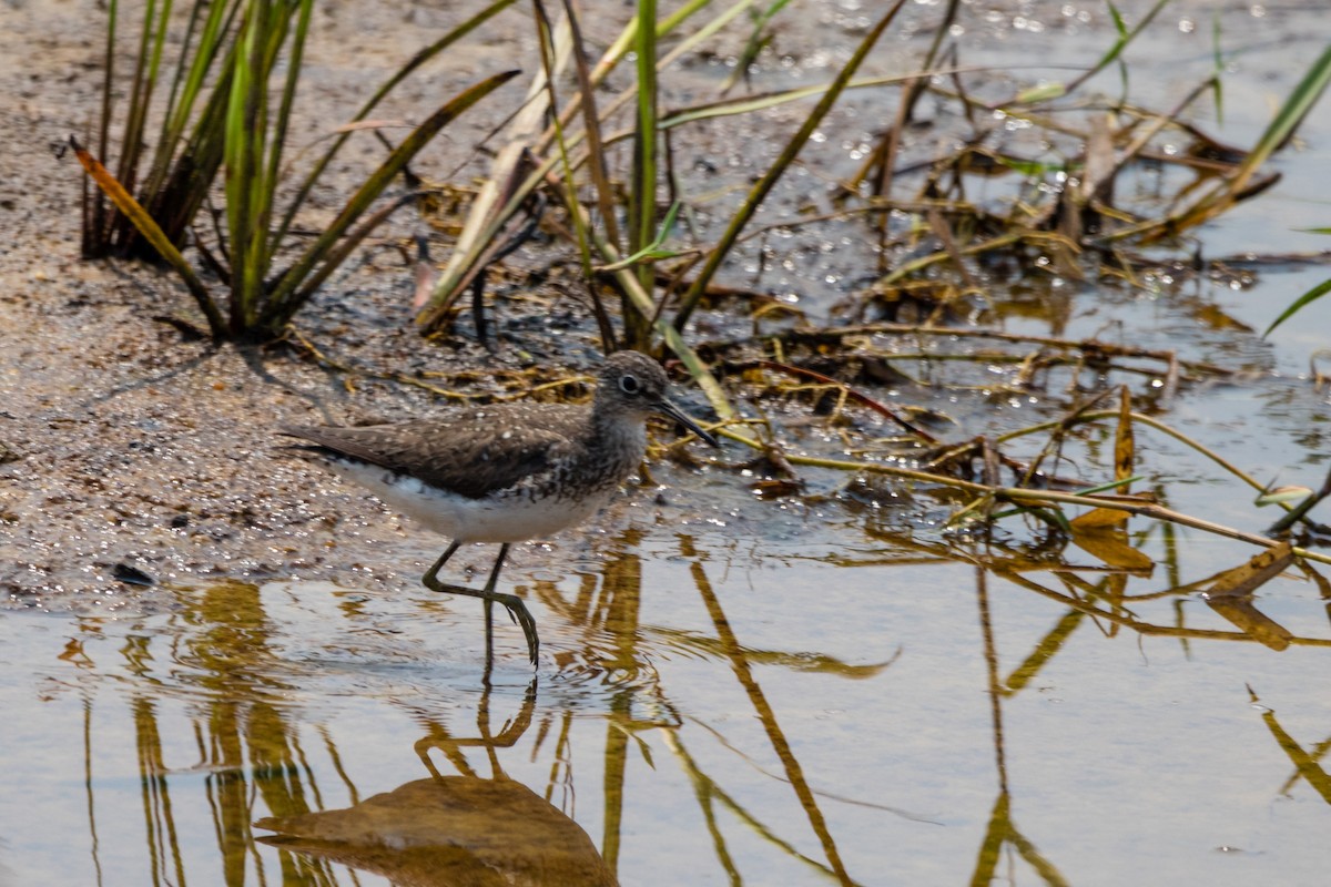 Solitary Sandpiper - ML596082781