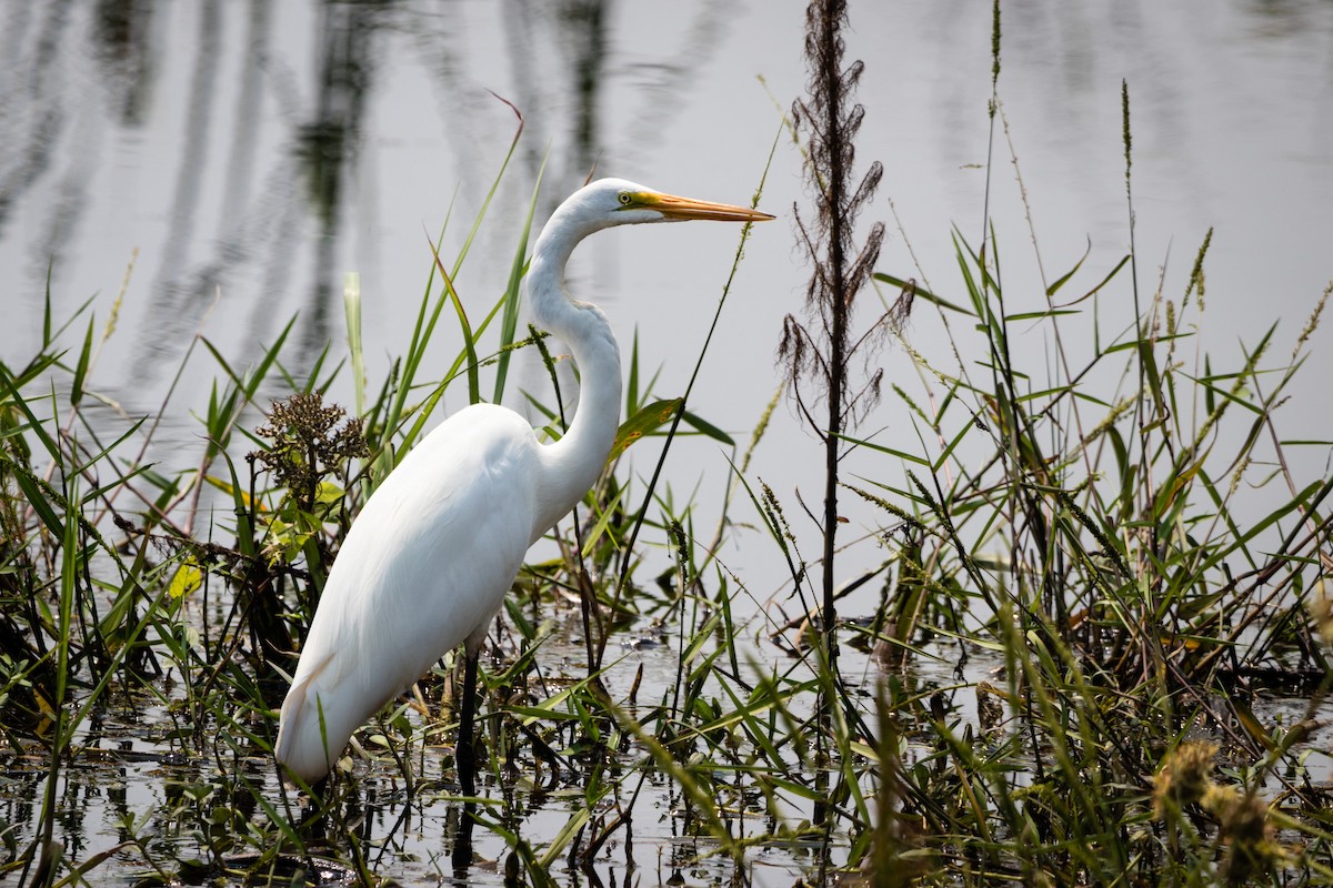 Great Egret - ML596082861