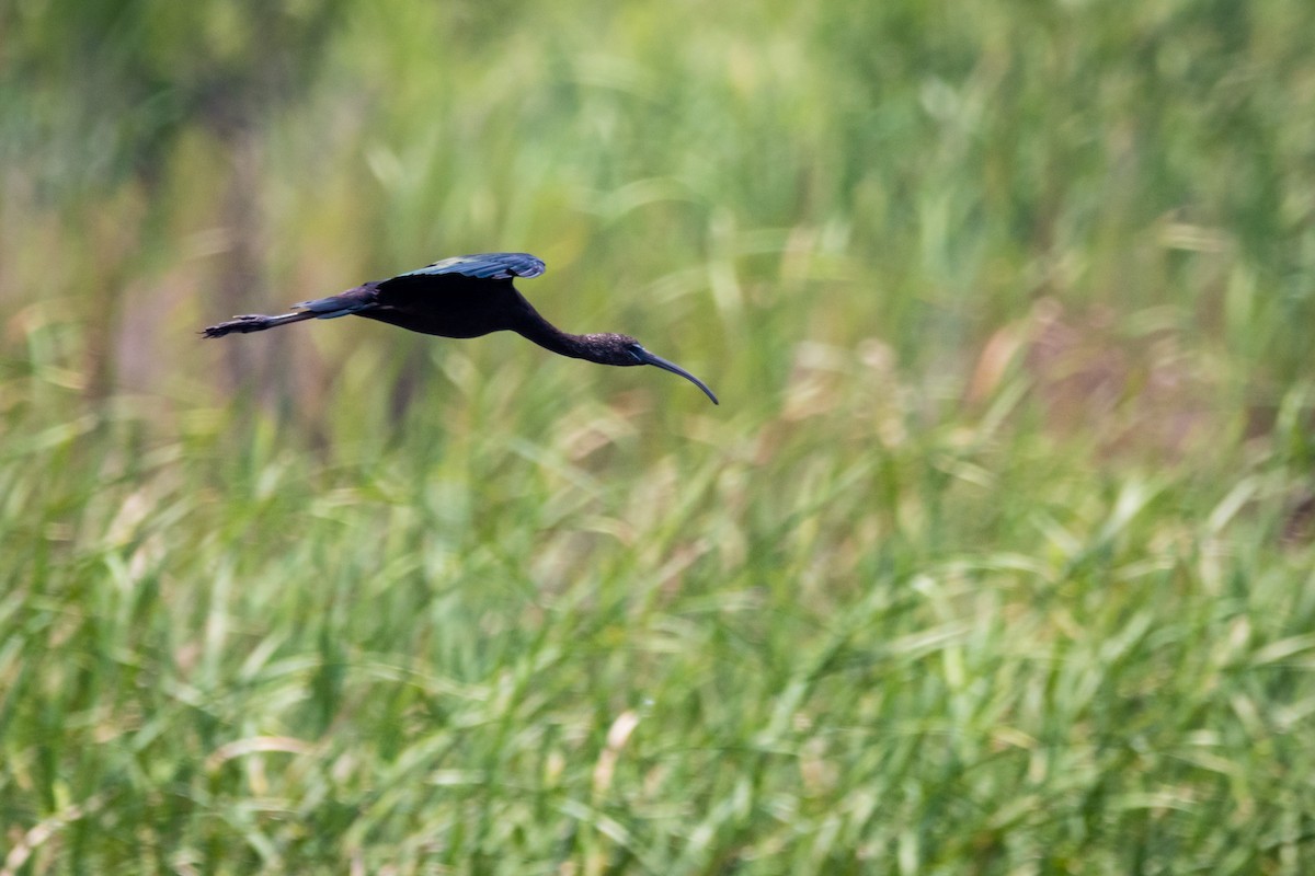 Glossy Ibis - ML596082951
