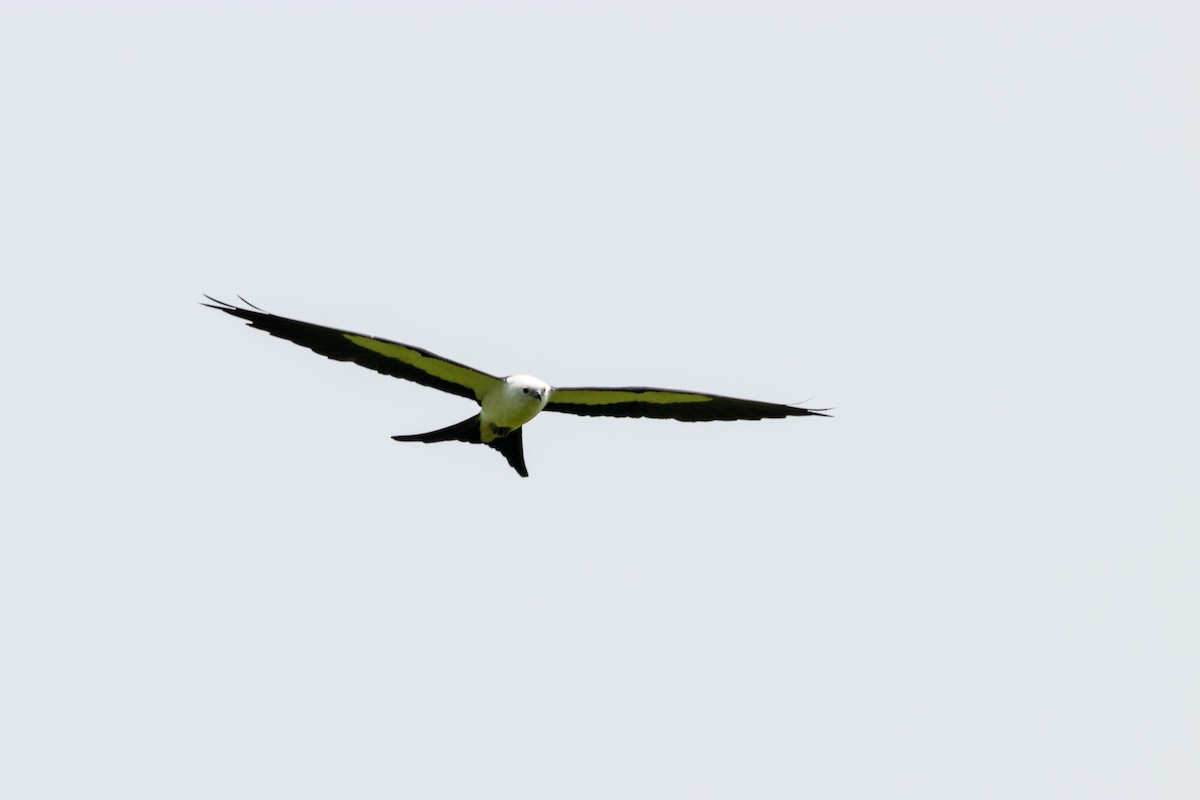 Swallow-tailed Kite - ML596082991