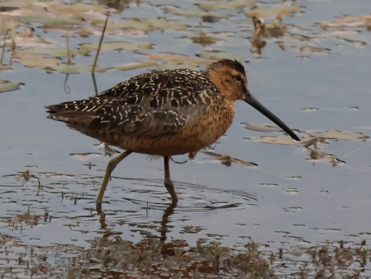 Long-billed Dowitcher - ML596083131
