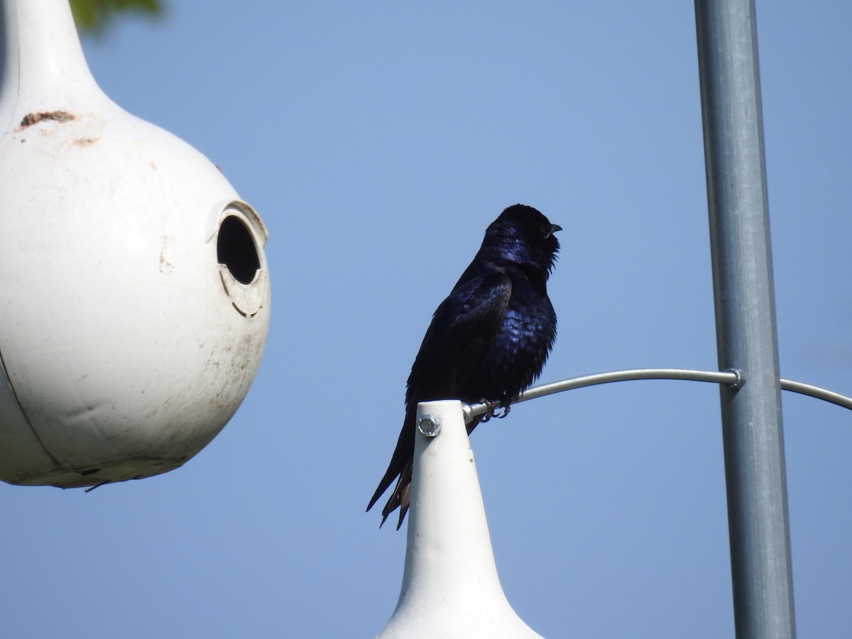 Purple Martin - ML59608341