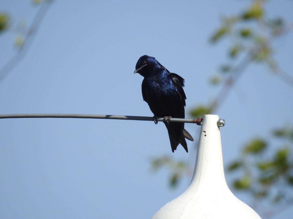 Purple Martin - ML59608351