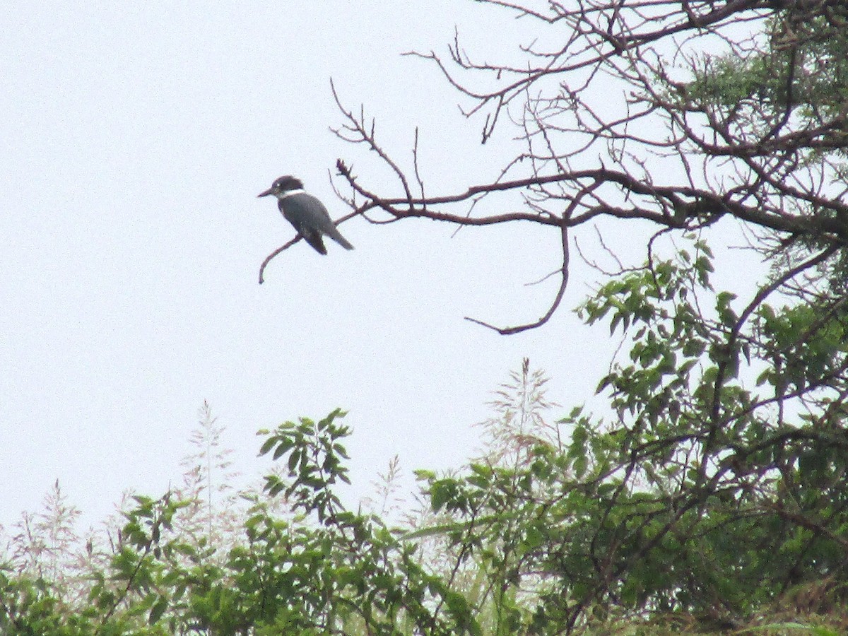 Belted Kingfisher - ML596083881