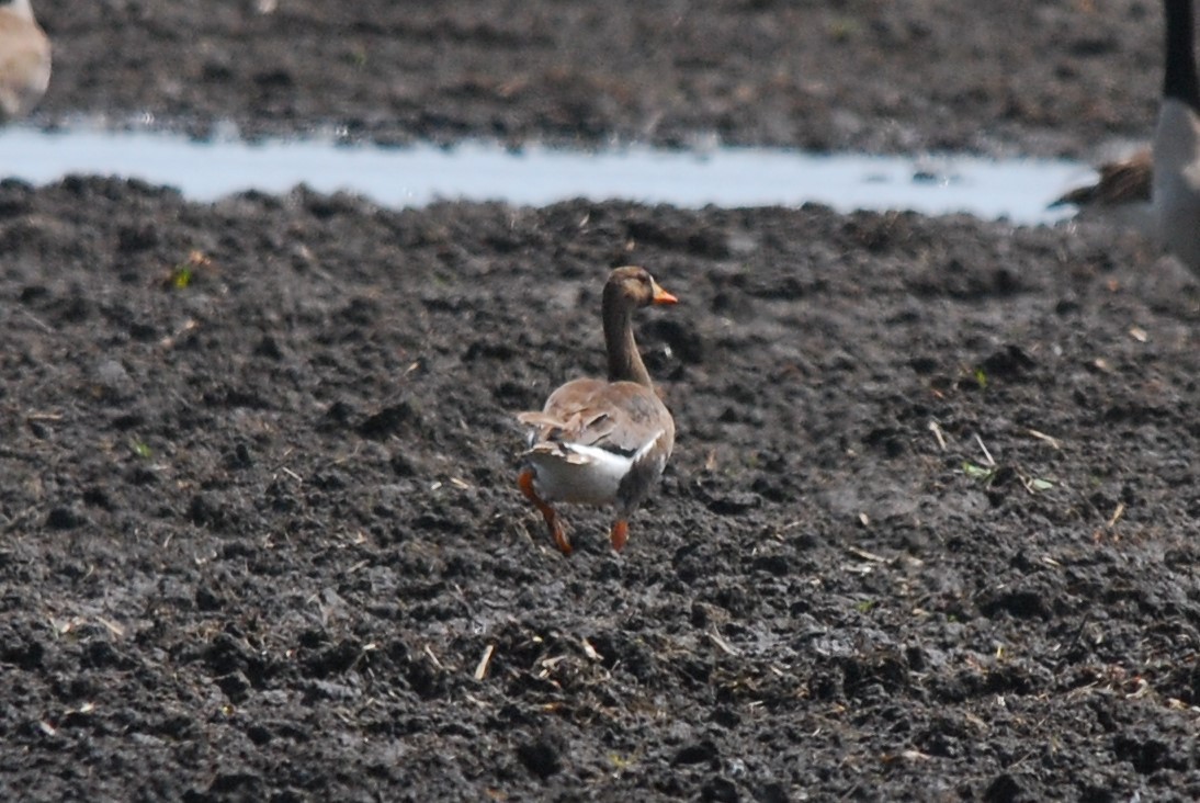 Greater White-fronted Goose - ML59608401