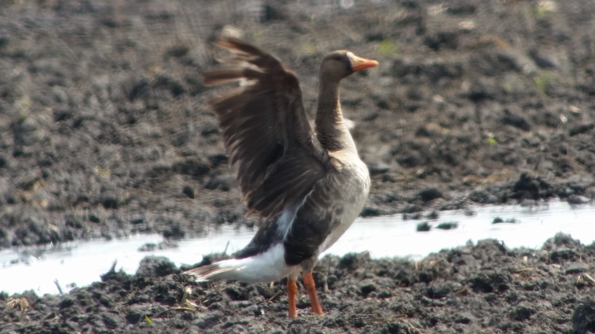 Greater White-fronted Goose - ML59608421