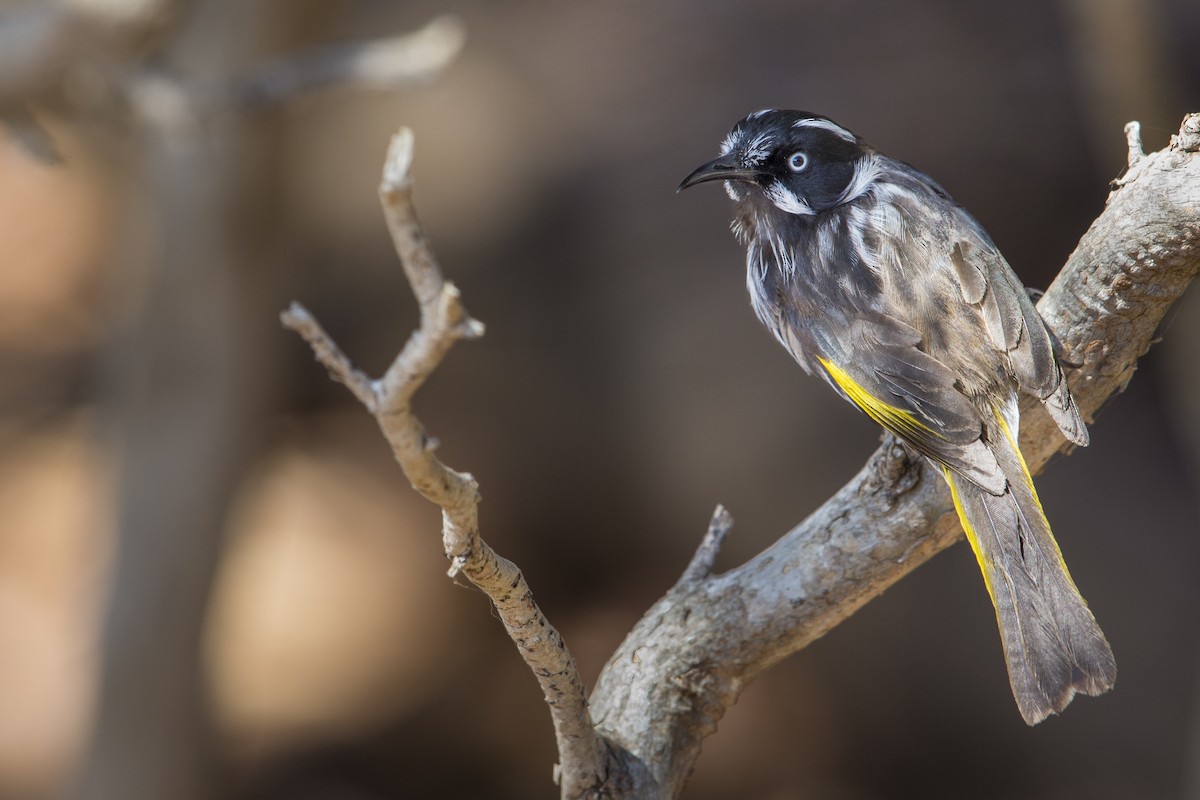 New Holland Honeyeater - ML596085101