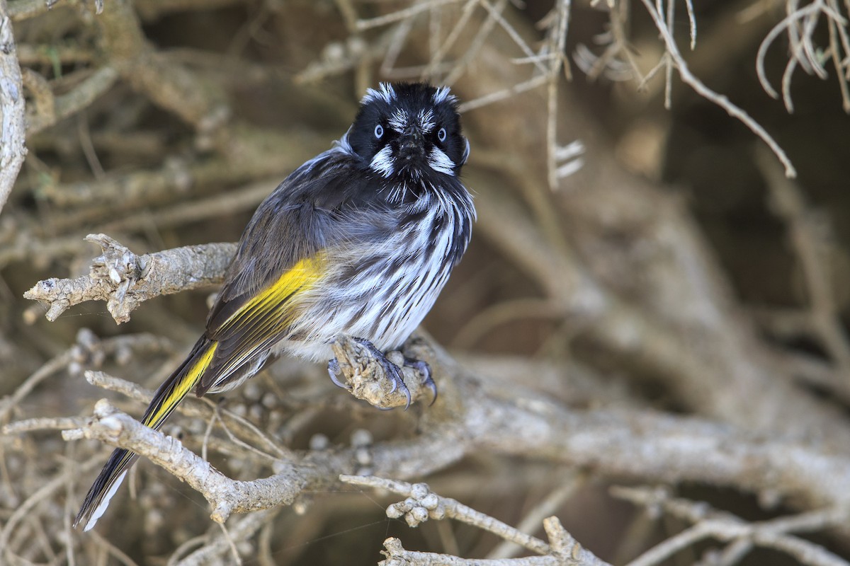 New Holland Honeyeater - ML596085111