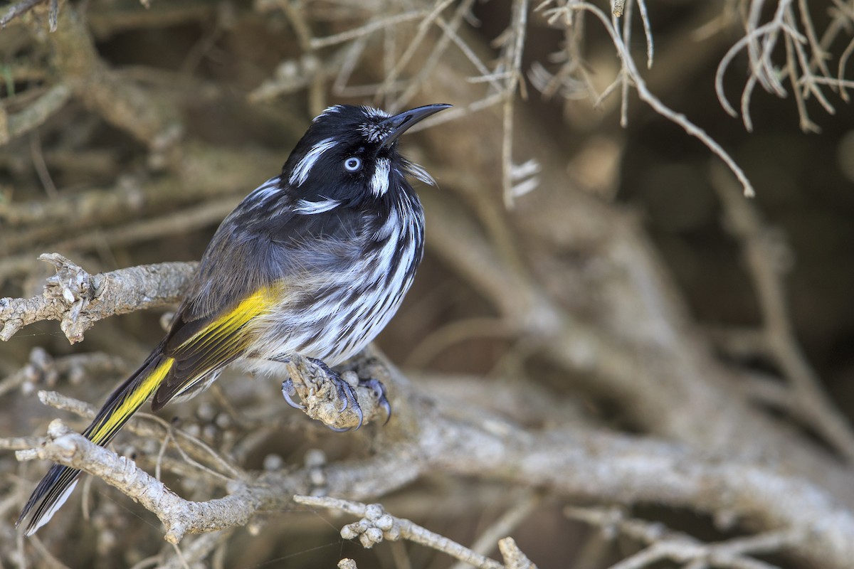 New Holland Honeyeater - ML596085121