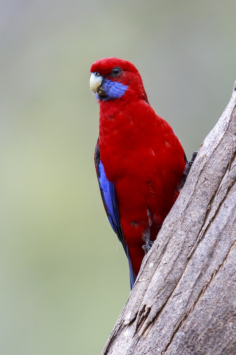 Crimson Rosella (Crimson) - Michael Stubblefield