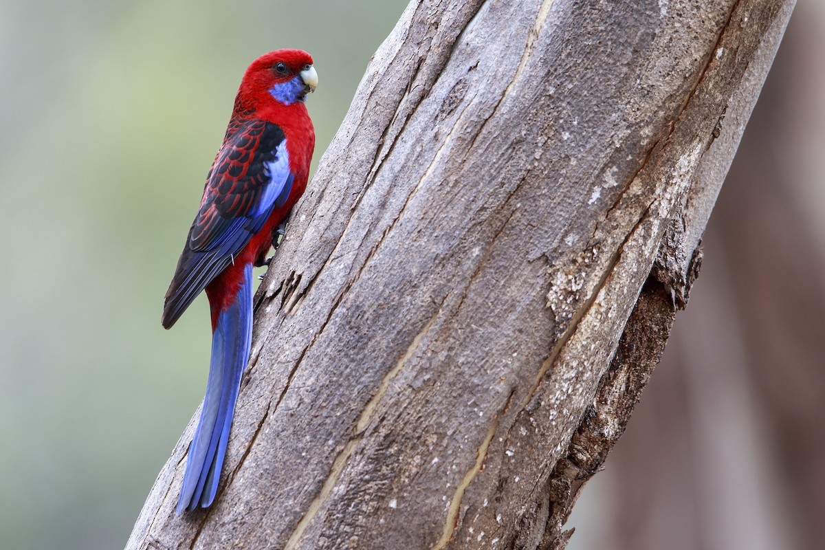 Crimson Rosella (Crimson) - Michael Stubblefield