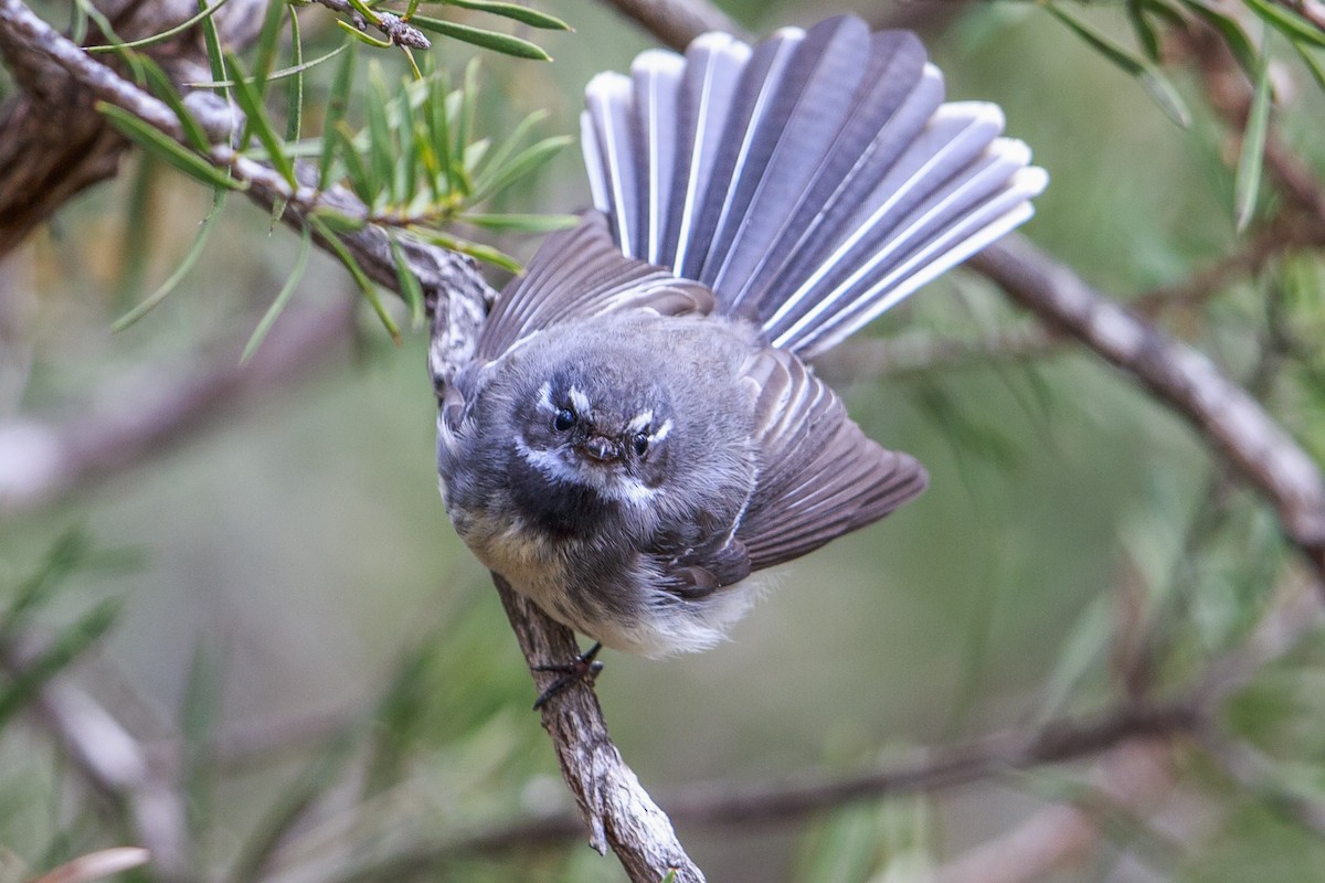 Gray Fantail (alisteri) - ML596085331