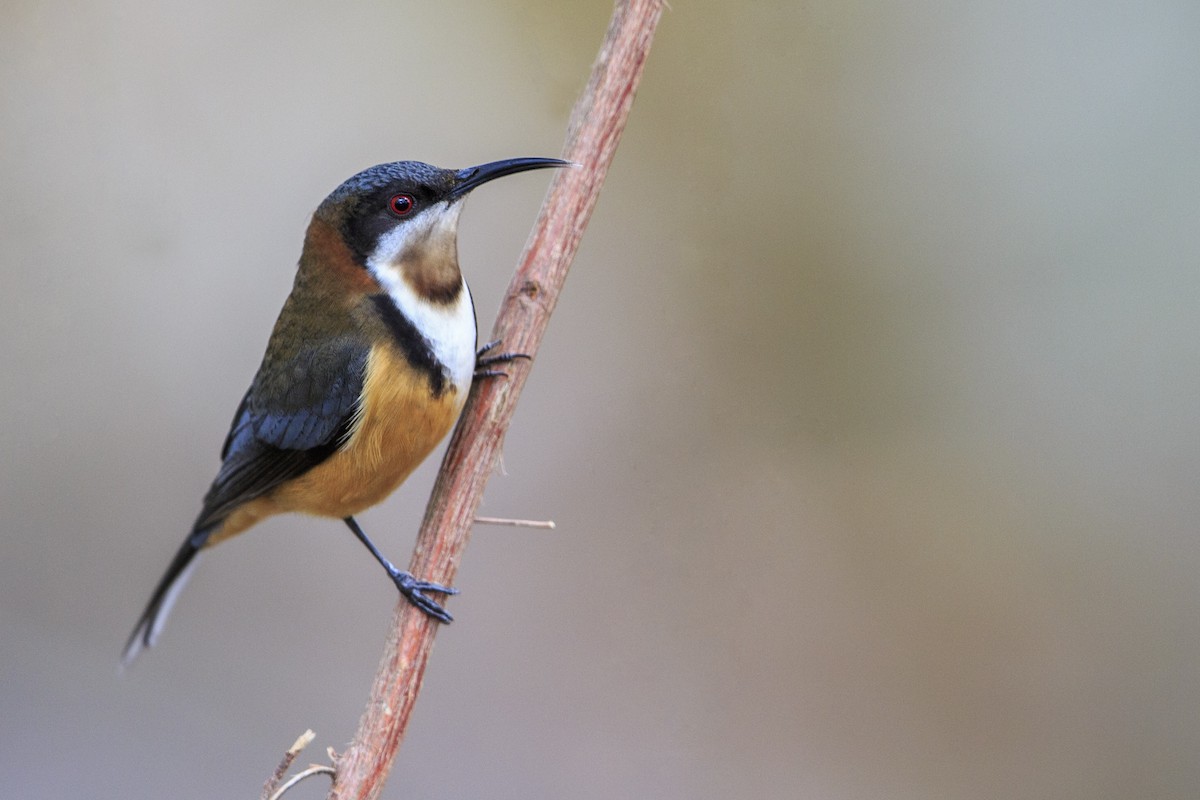 Eastern Spinebill - ML596085541