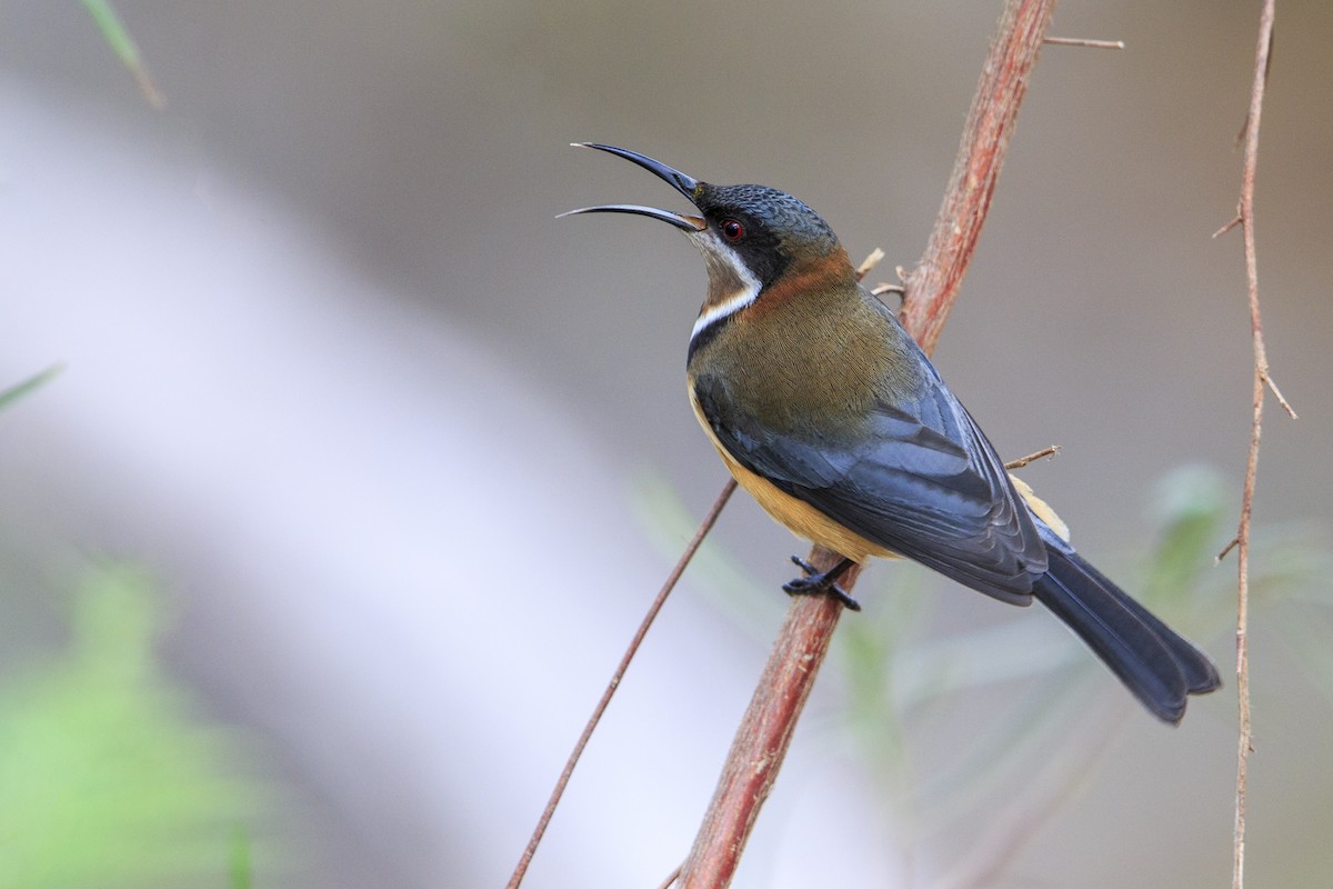 Eastern Spinebill - ML596085561