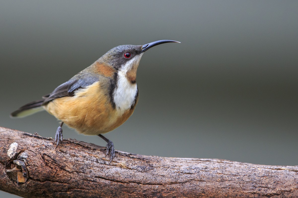 Eastern Spinebill - ML596085571