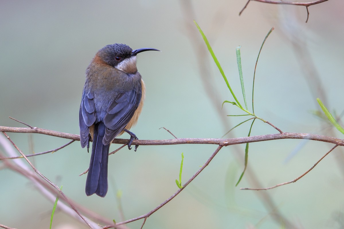 Eastern Spinebill - ML596085581