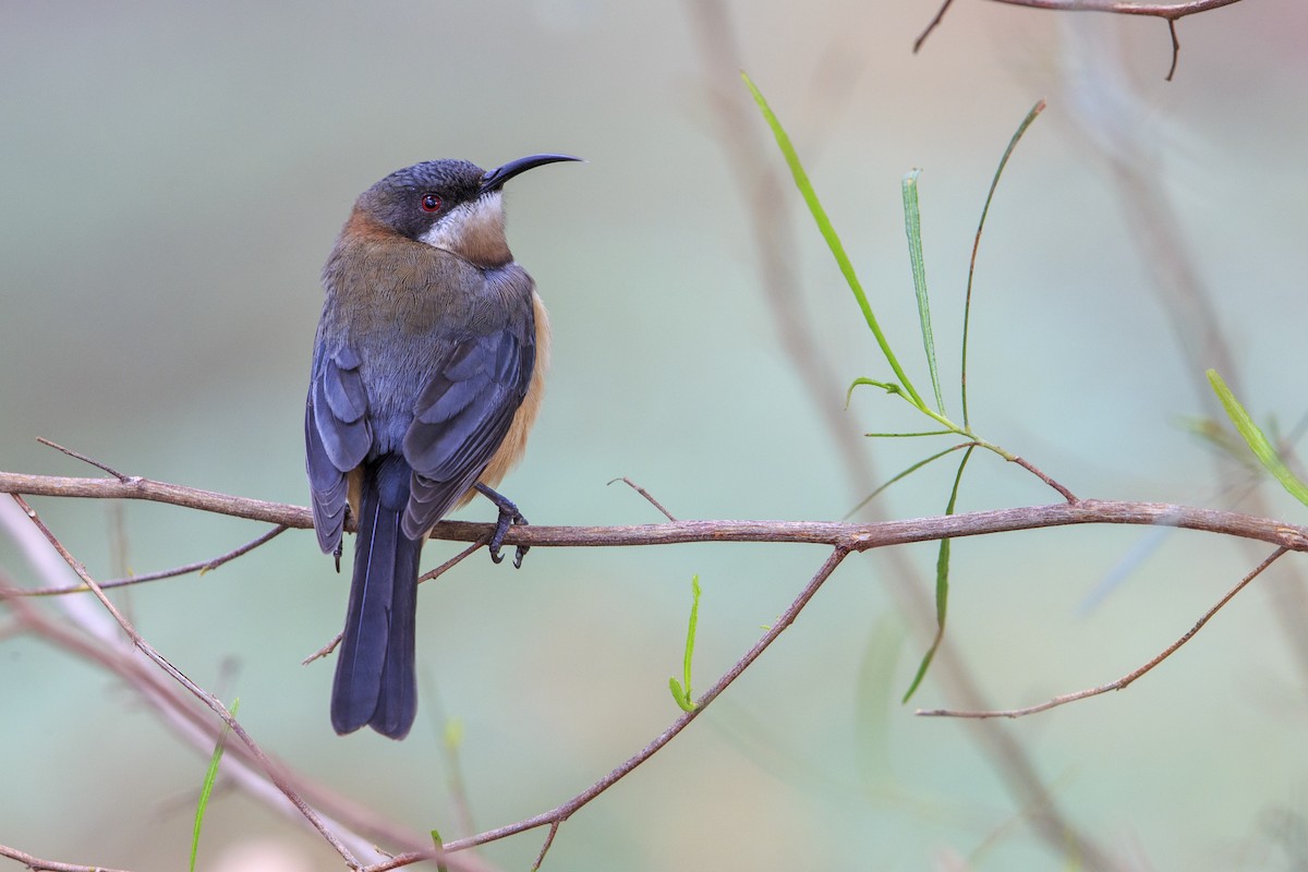 Eastern Spinebill - ML596085591