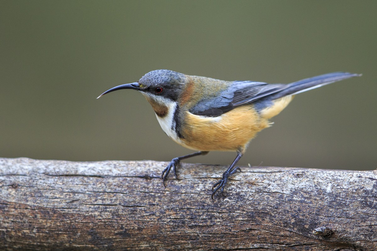 Eastern Spinebill - ML596085601