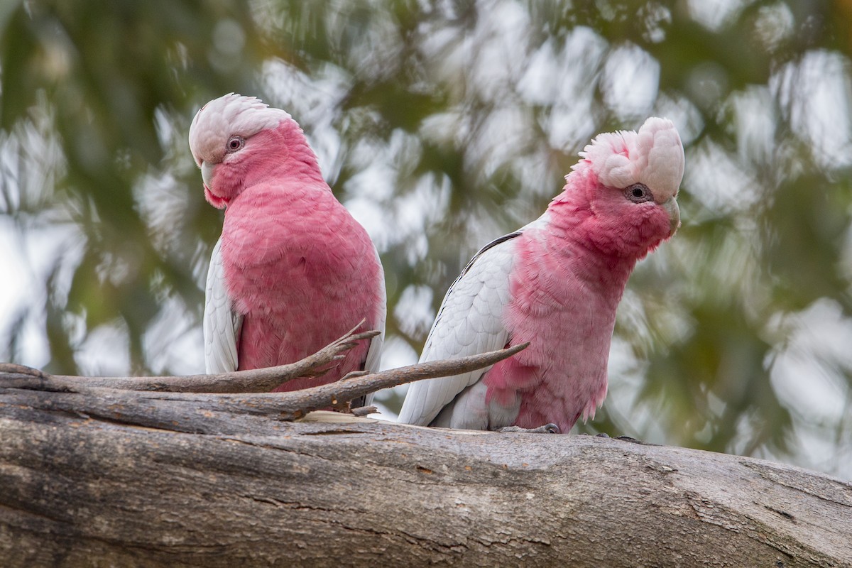 Cacatúa Galah - ML596085661