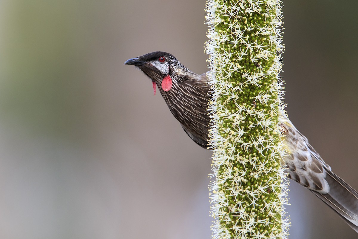 Red Wattlebird - ML596085741