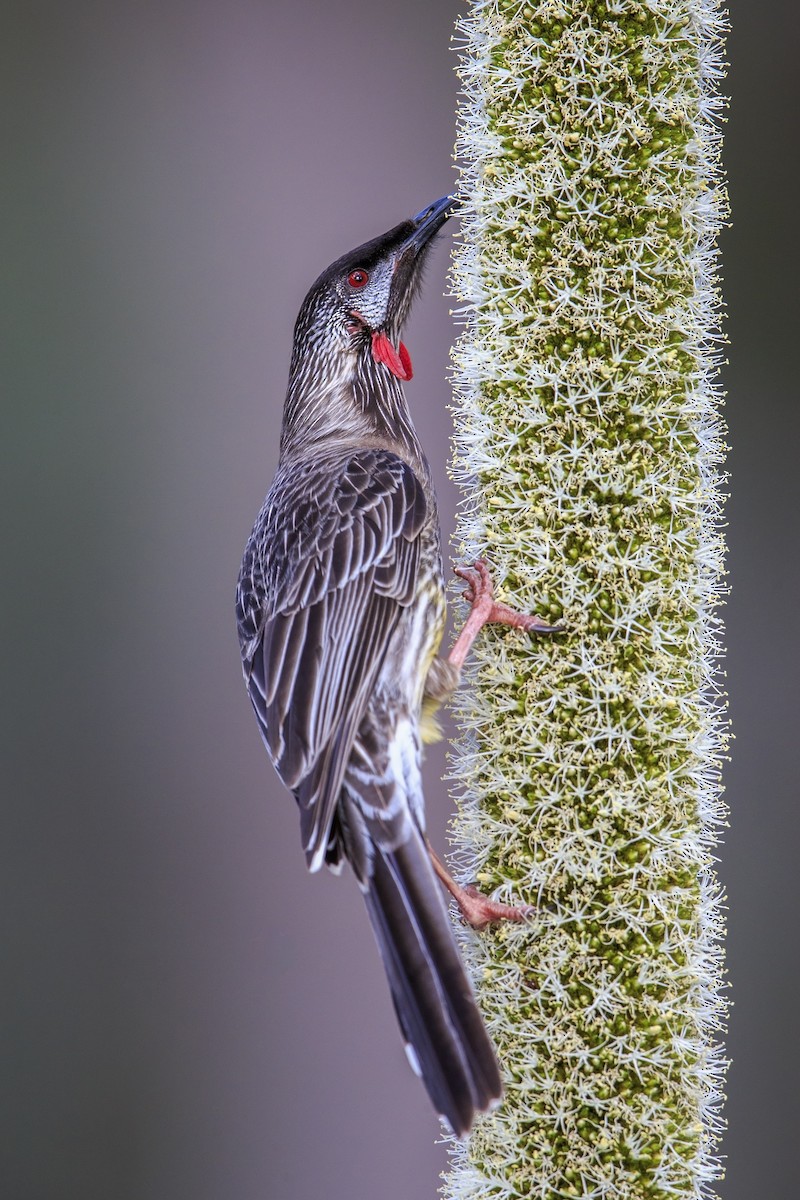 Red Wattlebird - ML596085781