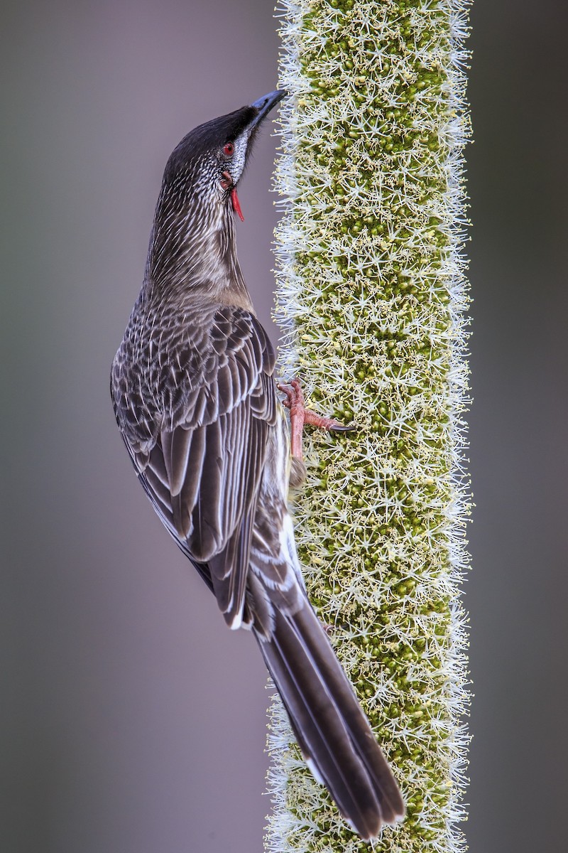 Red Wattlebird - ML596085801