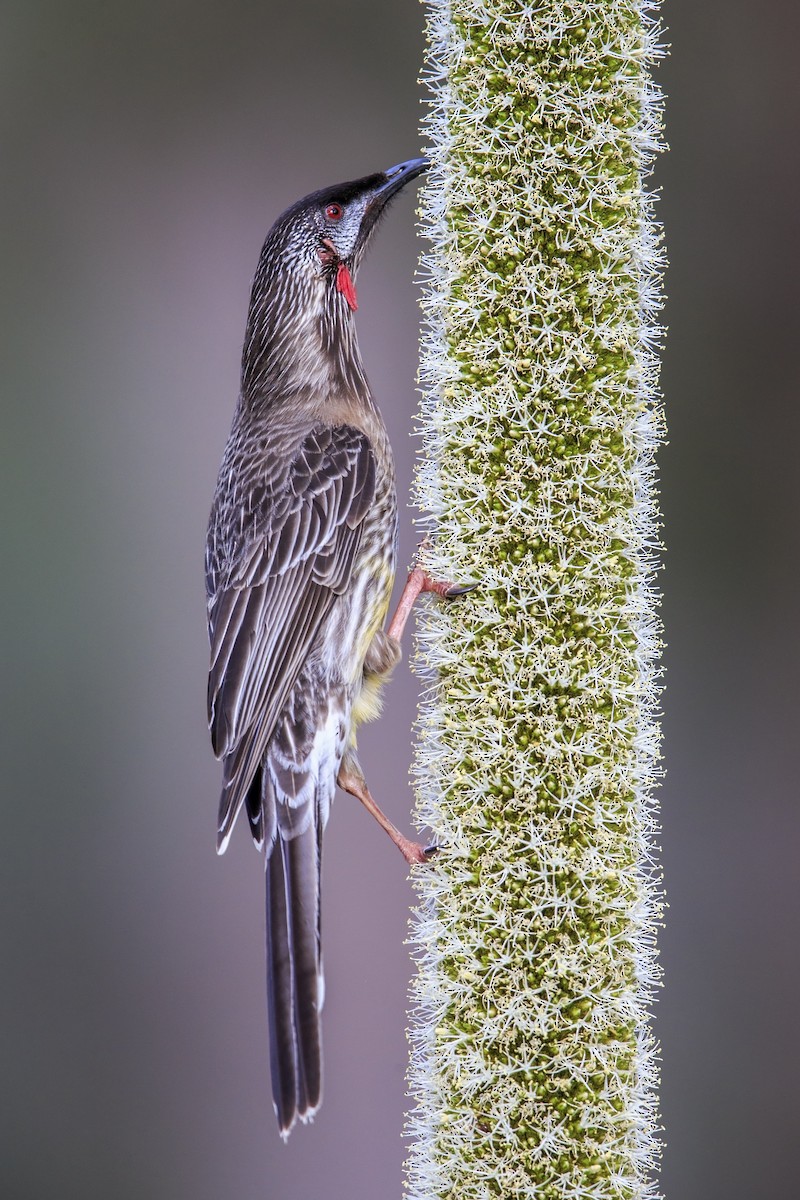 Red Wattlebird - ML596085831