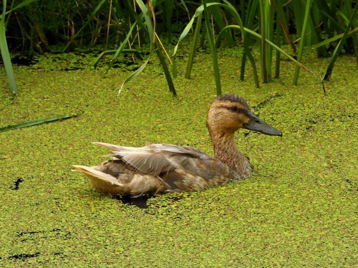 Mallard - ML596085851