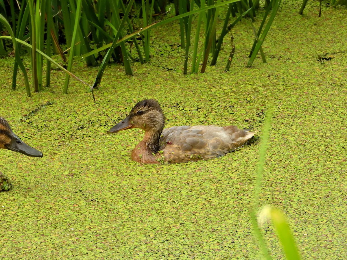 Mallard - ML596085861