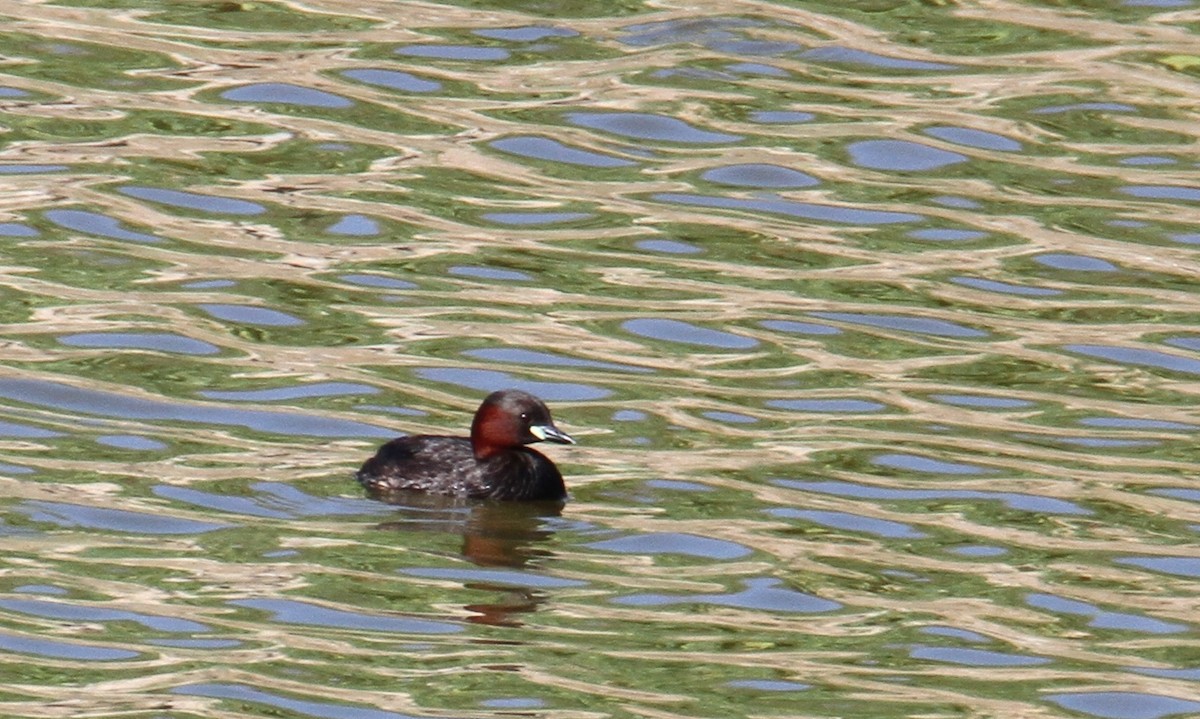 Little Grebe - ML596089071