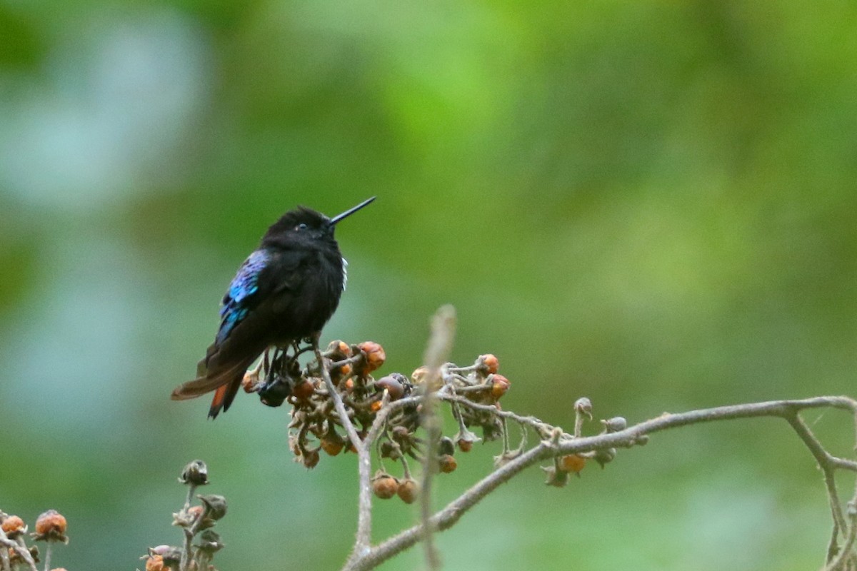 kolibřík černokápý - ML596089701