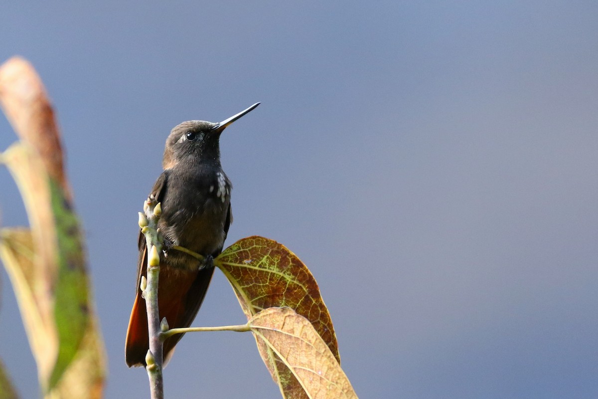 kolibřík černokápý - ML596090401