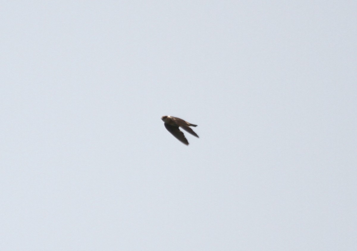 Cave Swallow (Caribbean) - ML596090461