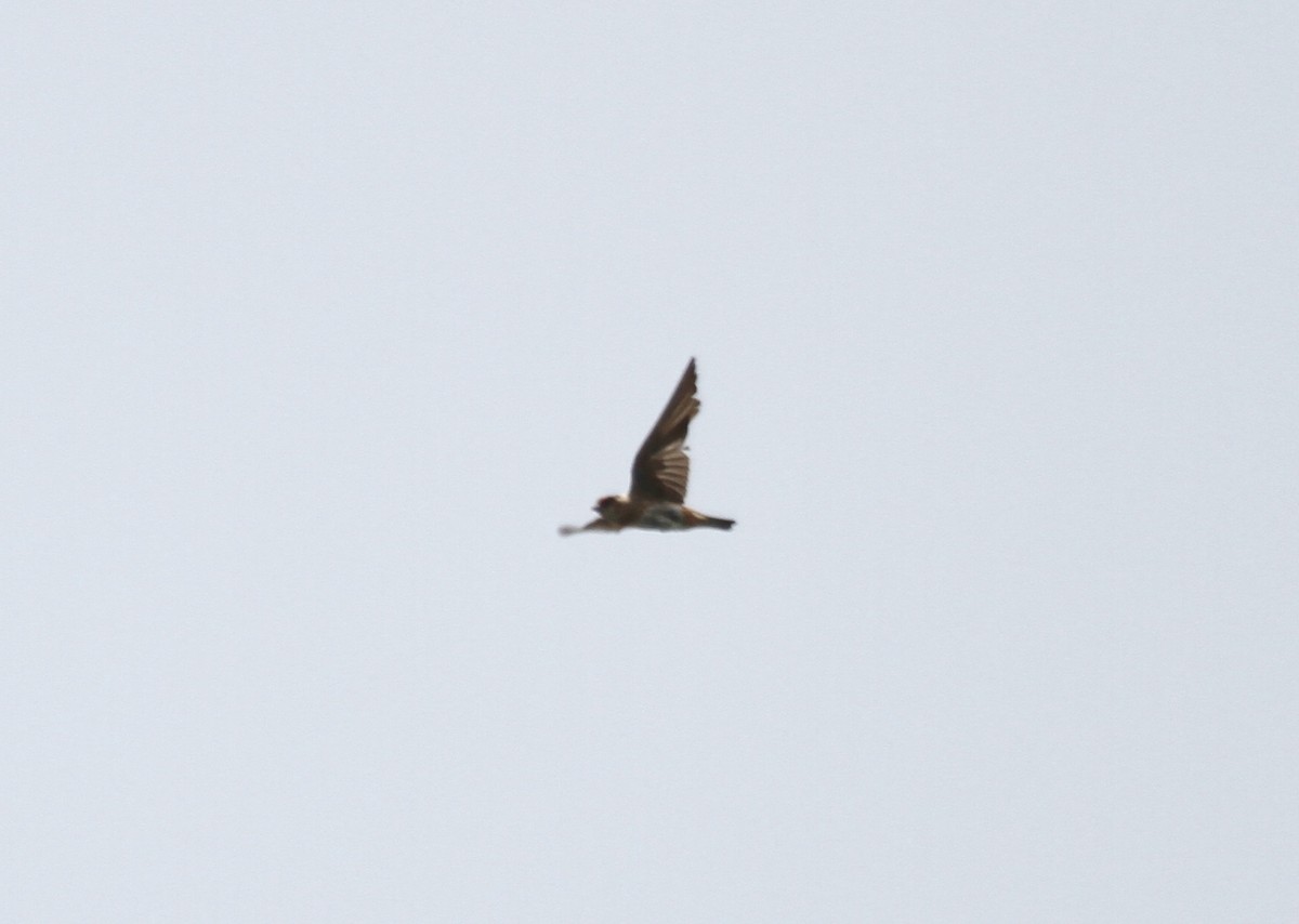 Cave Swallow (Caribbean) - Sam Manning