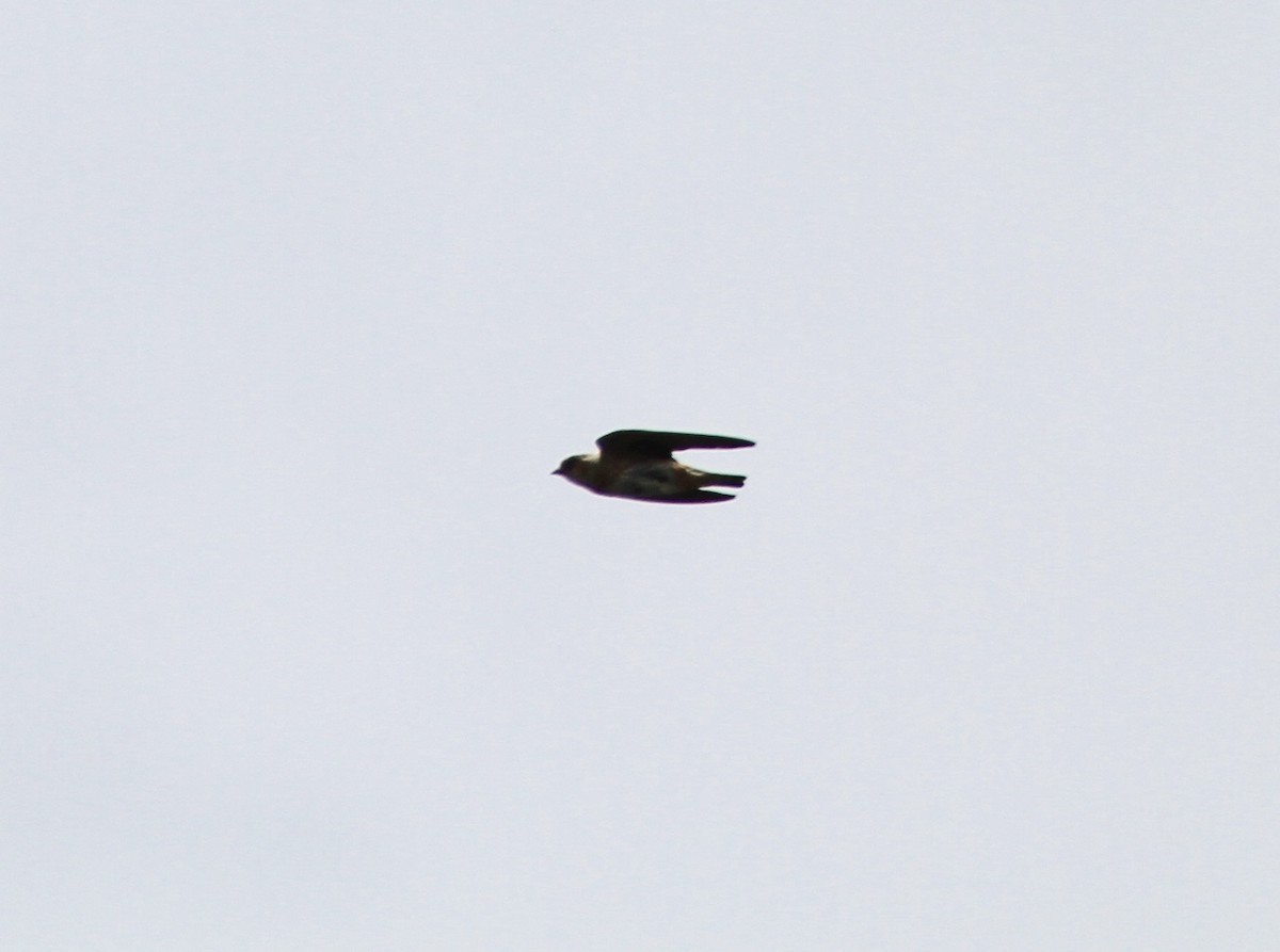 Cave Swallow (Caribbean) - ML596090481