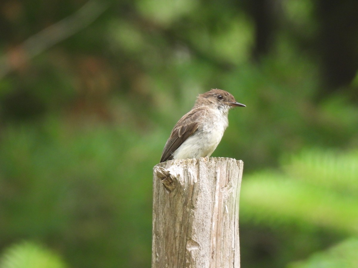 Eastern Phoebe - Richard Lott