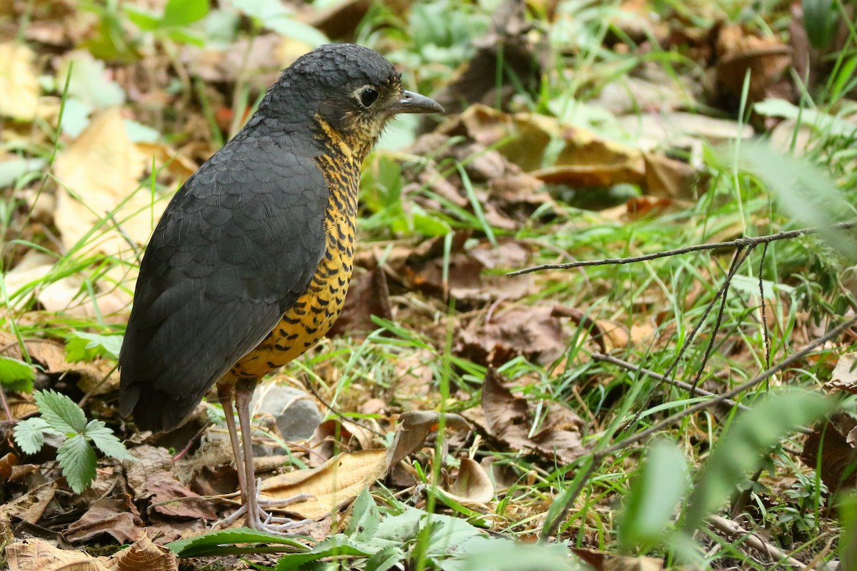 Undulated Antpitta - ML596090841