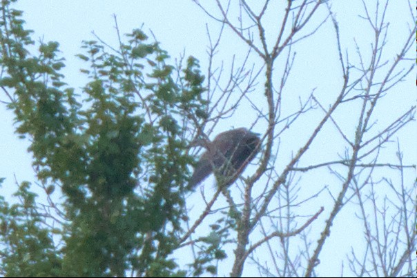 Yellow-crowned Night Heron - ML596091171