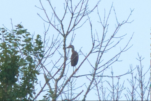 Yellow-crowned Night Heron - ML596091181