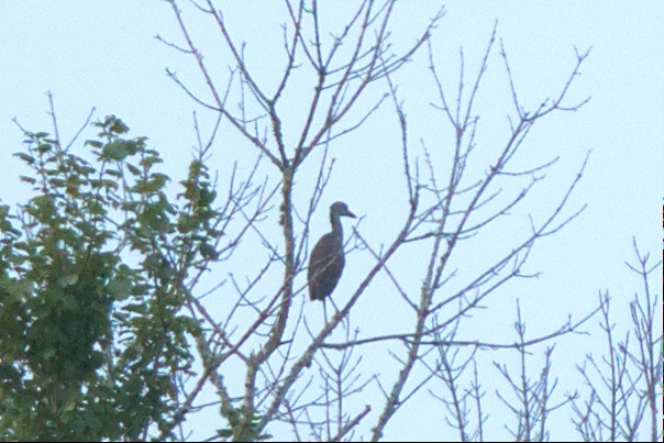 Yellow-crowned Night Heron - ML596091191