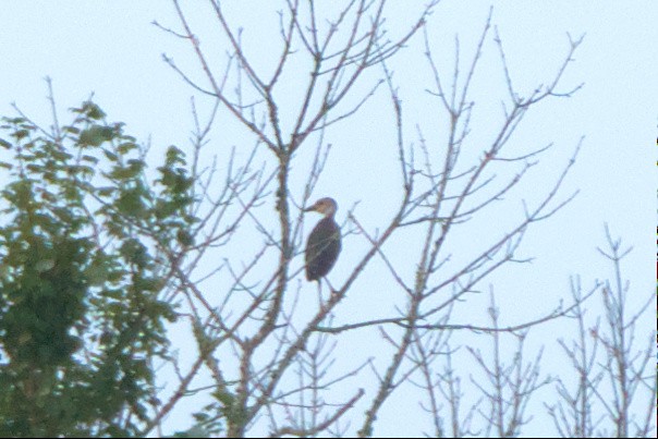 Yellow-crowned Night Heron - ML596091201