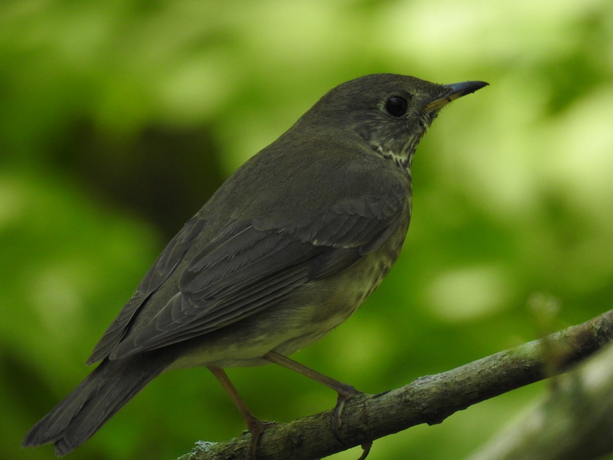 Gray-cheeked Thrush - ML59609141