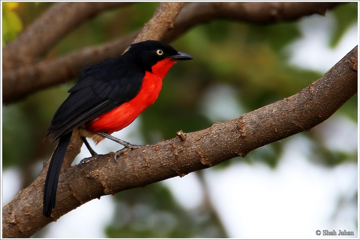 Black-headed Gonolek - ML59609151